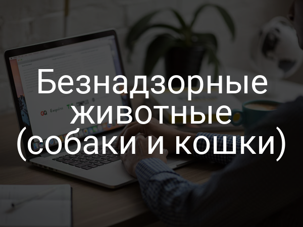 Безнадзорные животные (собаки и кошки)