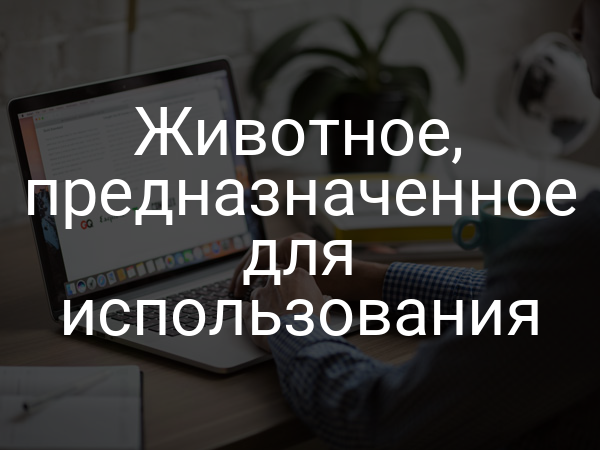 Животное, предназначенное для использования