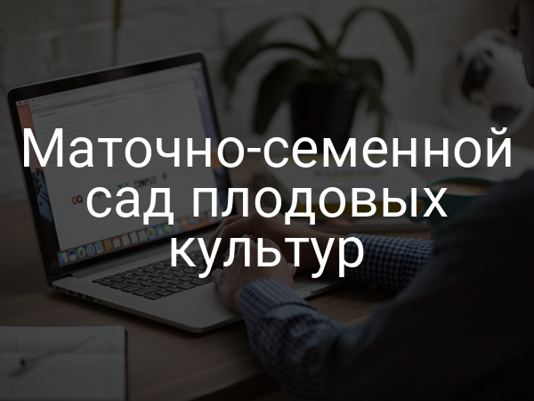 Маточно-семенной сад плодовых культур