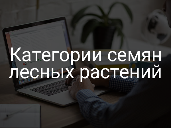 Категории семян лесных растений
