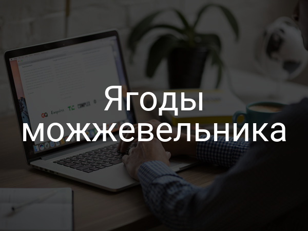 Ягоды можжевельника