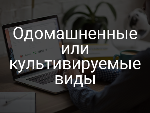 Одомашненные или культивируемые виды