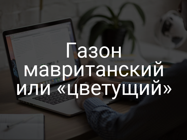 Газон мавританский или «цветущий»