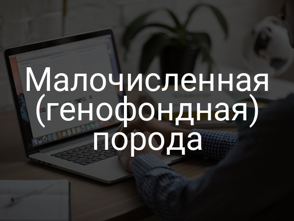 Малочисленная (генофондная) порода