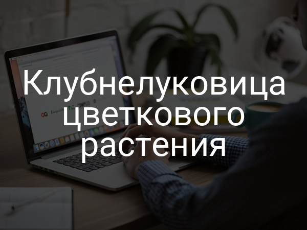 Клубнелуковица цветкового растения